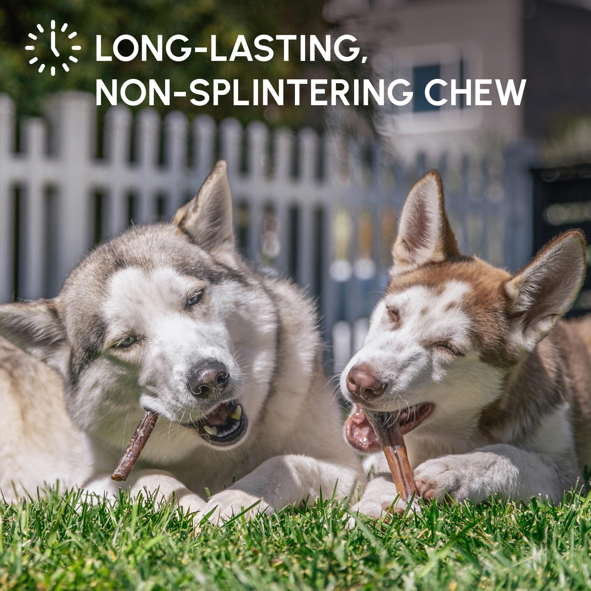 Downtown Pet Supply low odor bully sticks ideal for indoor chews.