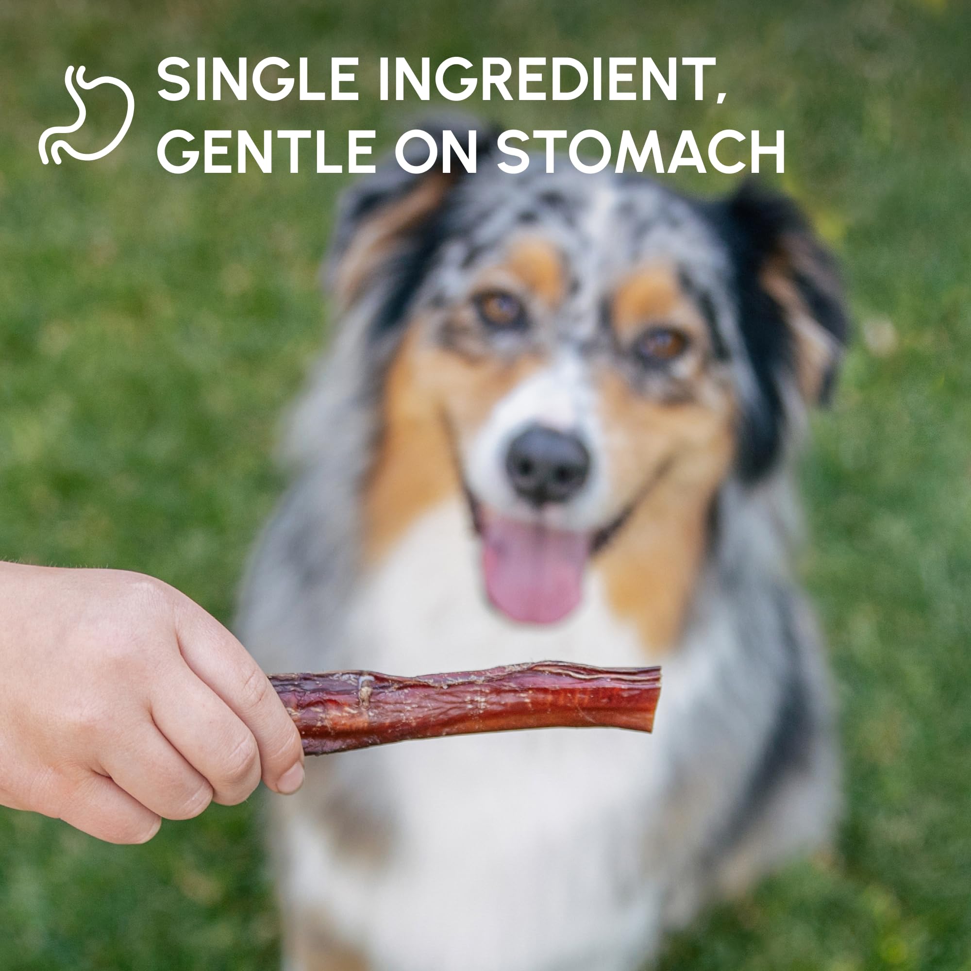 Downtown Pet Supply natural dental chew close-up supporting potential plaque management.