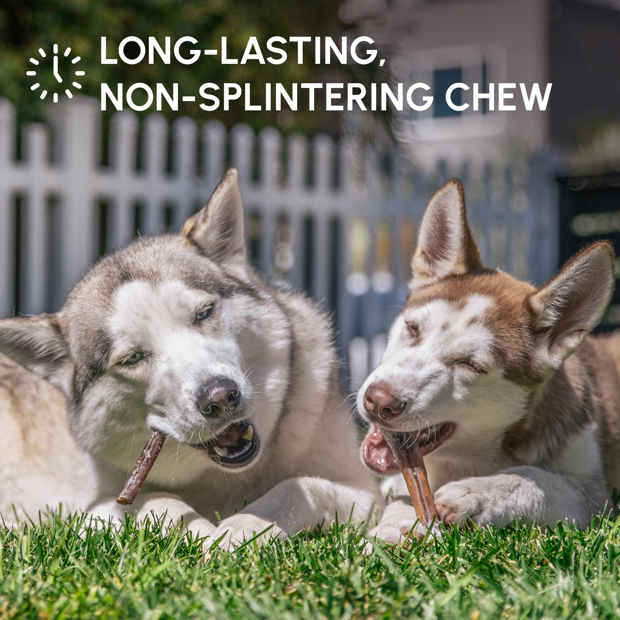 Downtown Pet Supply rawhide-free bully stick, a safer alternative for dogs.