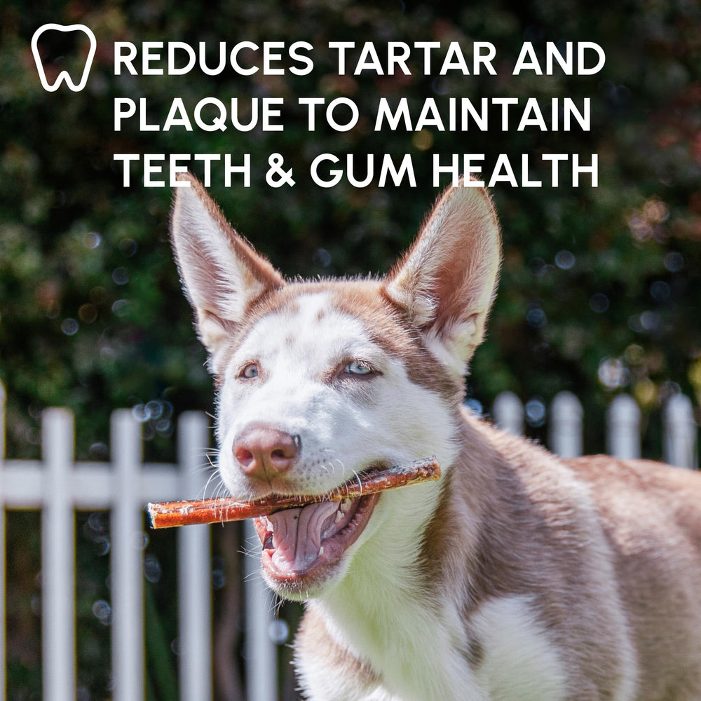 Downtown Pet Supply rawhide-free bully sticks promote healthy dental engagement.