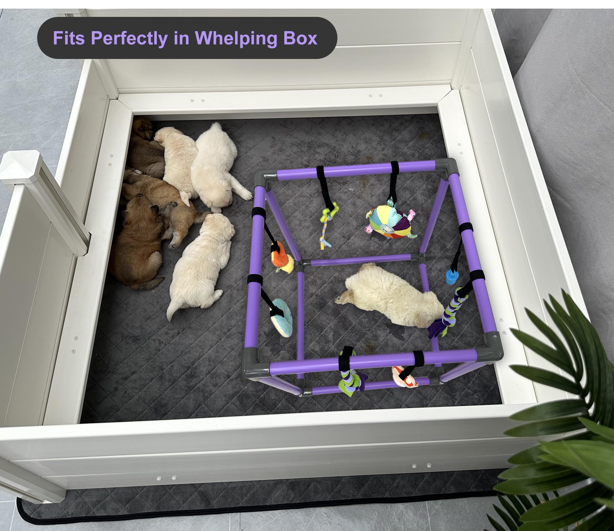 DOZZOPET teether and squeaky toys encourage exploration and safe chewing.