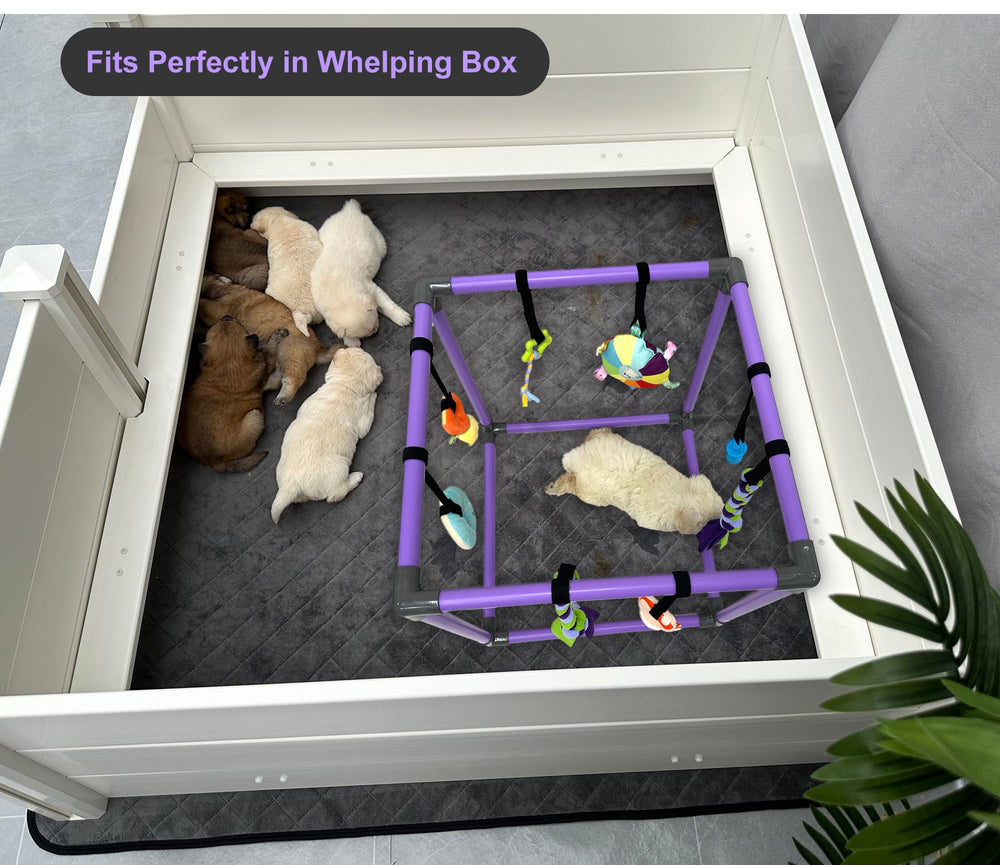 DOZZOPET teether and squeaky toys encourage exploration and safe chewing.