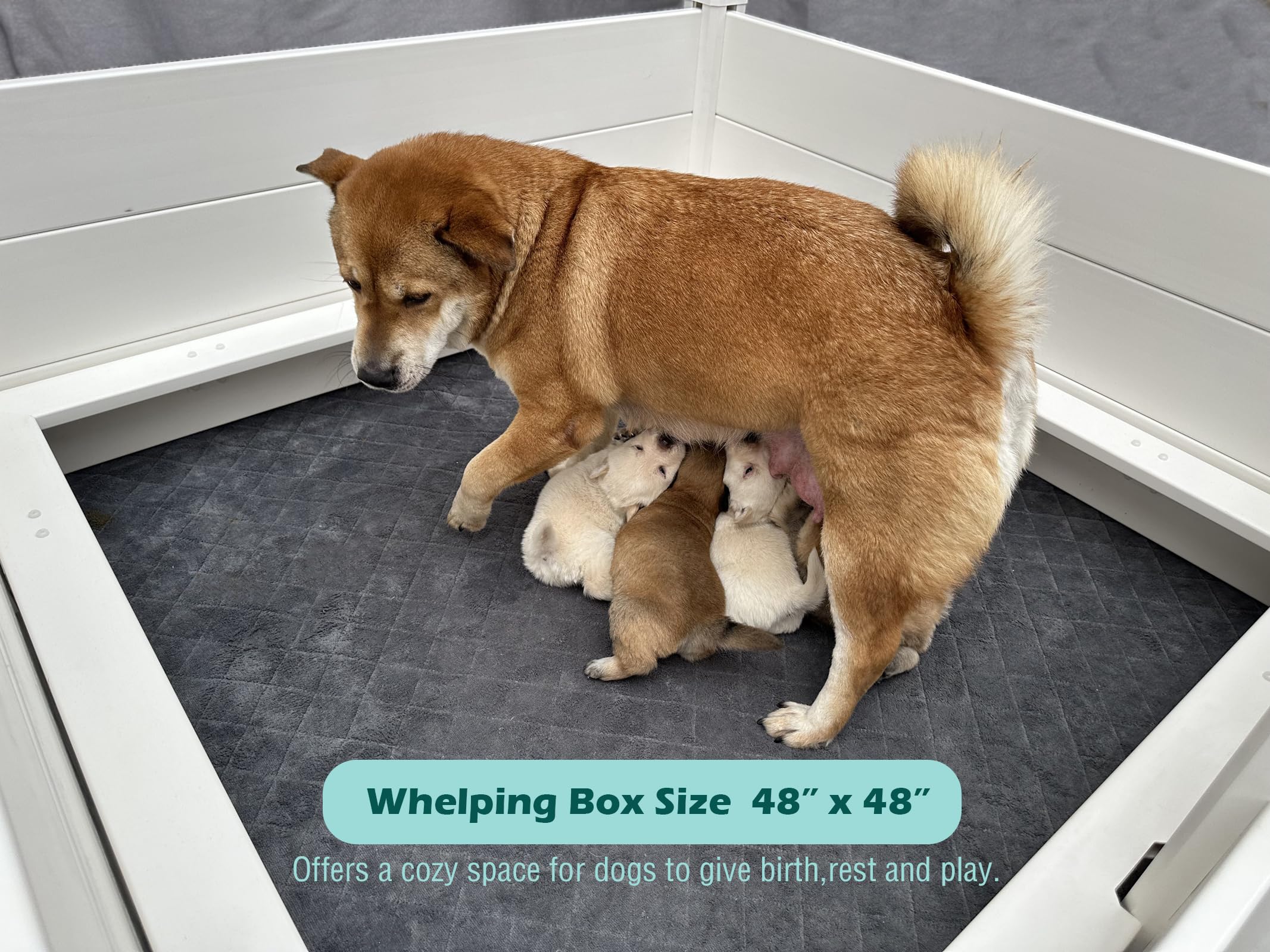 DOZZOPET whelping box washable pad shows absorbent comfort