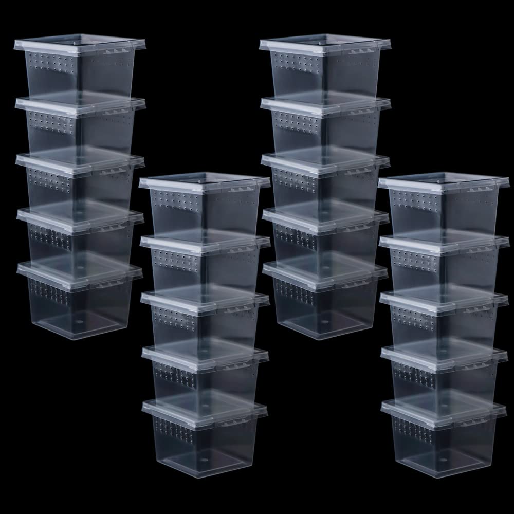 DQITJ 20-pack spider terrarium box for safe temporary housing of small arachnids.