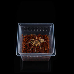 DQITJ acrylic spider terrarium closeup shows clear, durable viewing container.