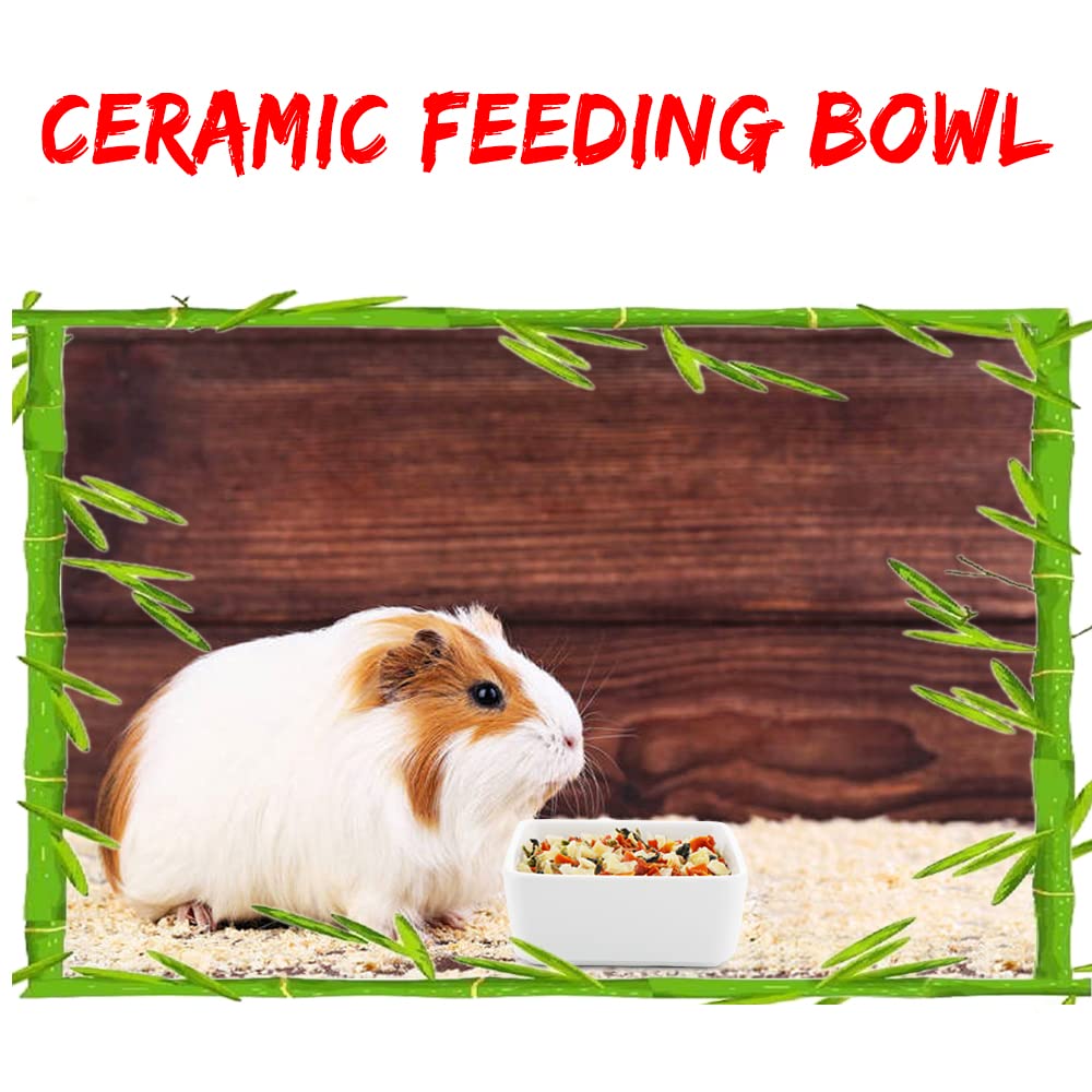 DQITJ ceramic bowl dual-pack closeup, showcasing safe material for tiny pets.