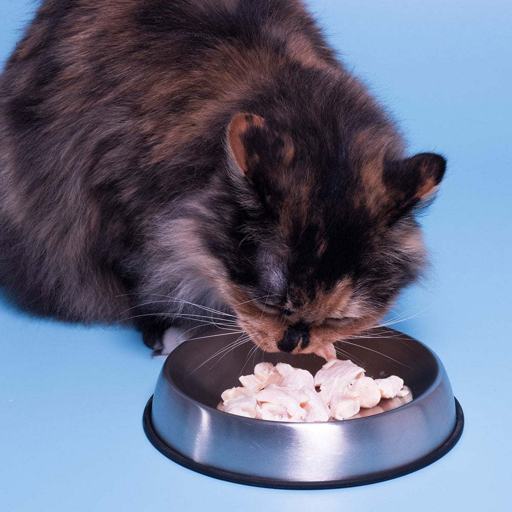 Dr. Catsby Food Bowl blends into any kitchen while supporting gentle feeding routines.