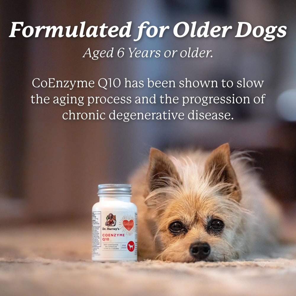 Dr. Harvey's Coenzyme Q10 packaging beside dog bowl for daily support