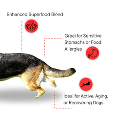 Dr. Kellyann organic superfood blend boosts canine wellness in meals