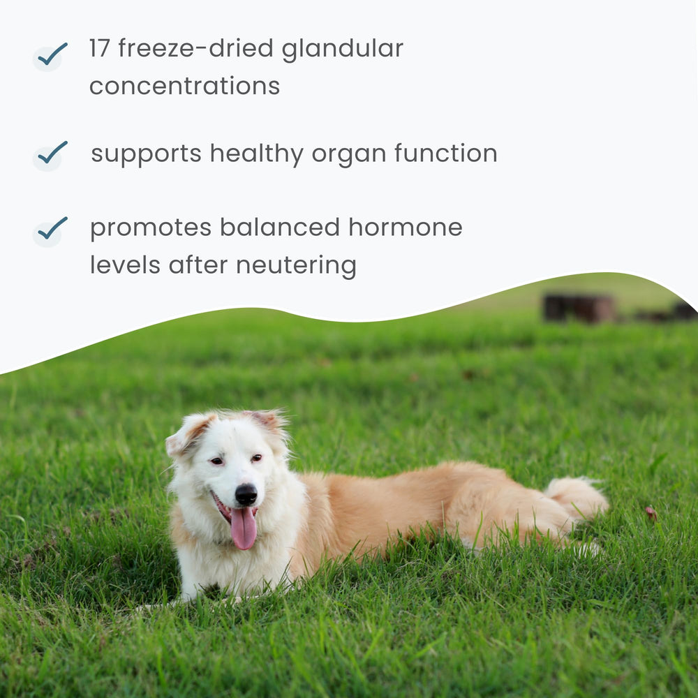 Serving Dr Mercola Bark & Whiskers powder on pet food during mealtime