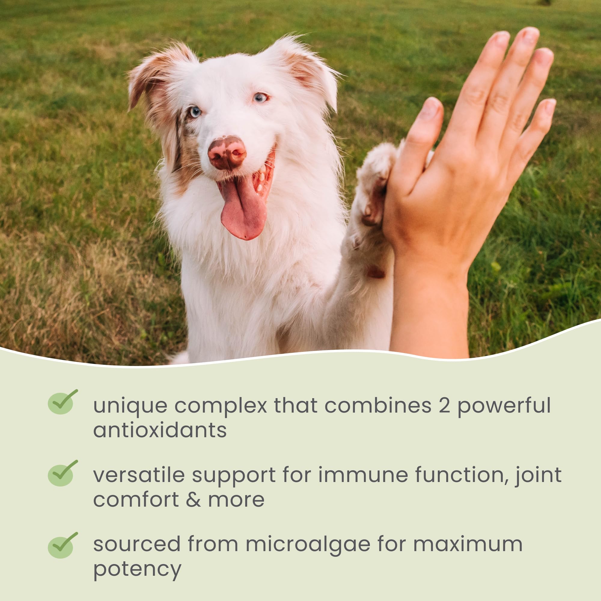 Non-GMO and gluten-free icon on Dr. Mercola SpiruGreen packaging