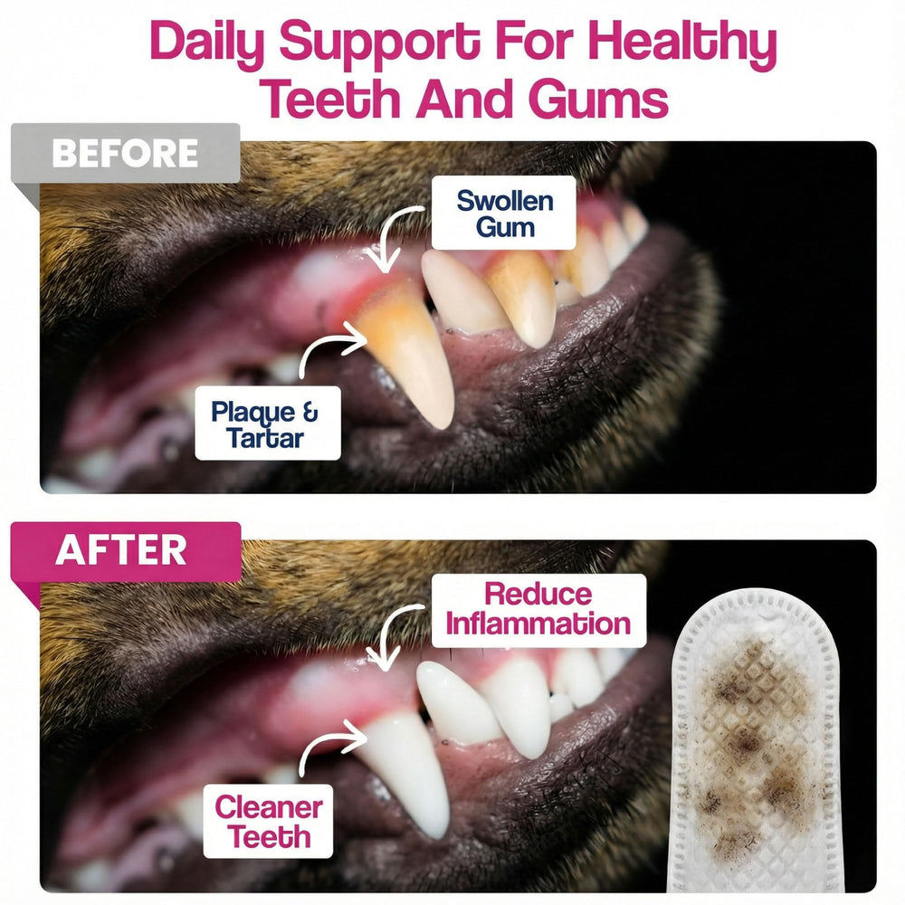 Dr. Paws Choice: conjunto de cuidado oral para perros y gatos, práctico.