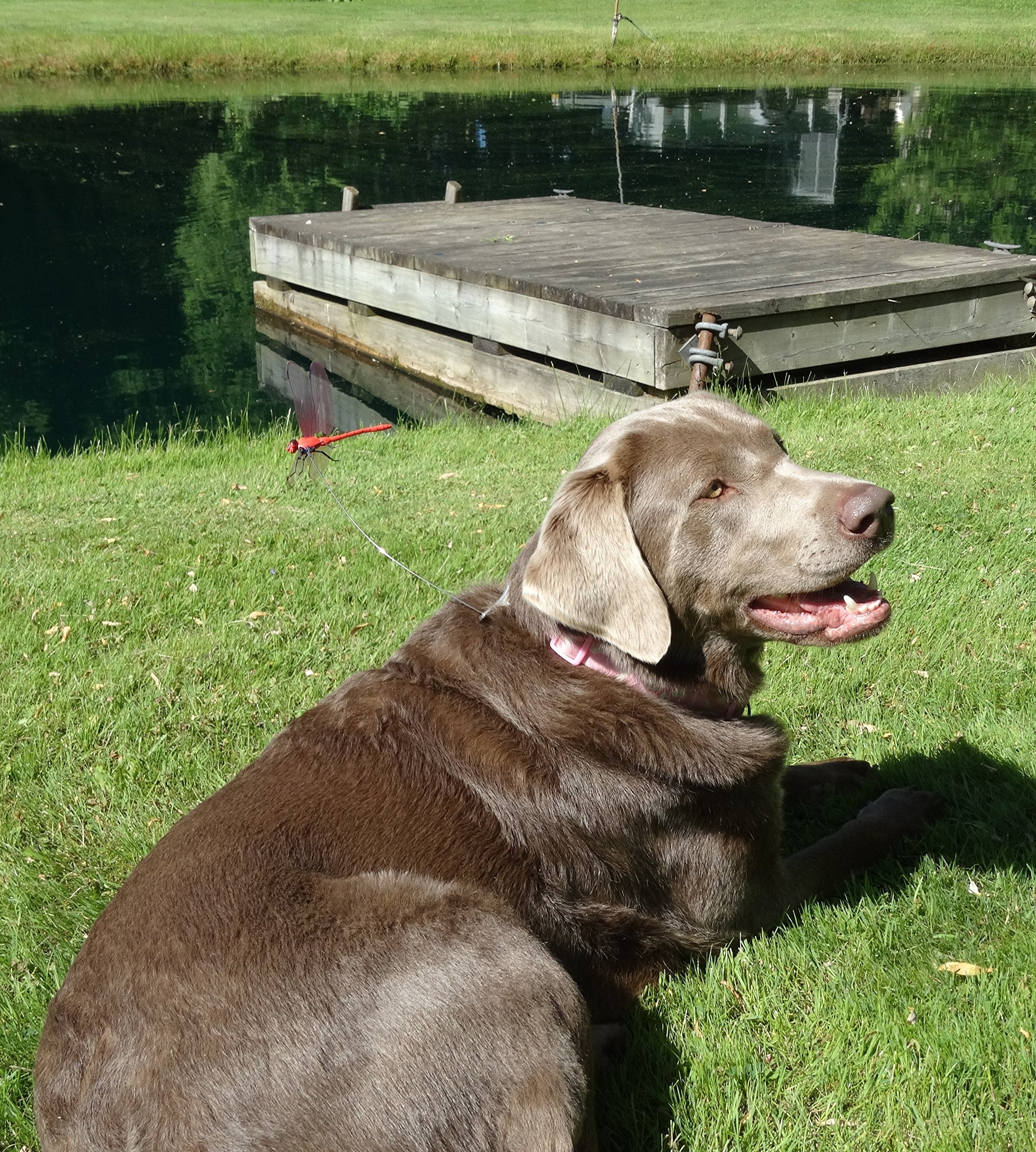 Dragonfly Wingman in action demonstrates natural deterrence against horseflies.