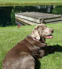 Dragonfly Wingman in action demonstrates natural deterrence against horseflies.