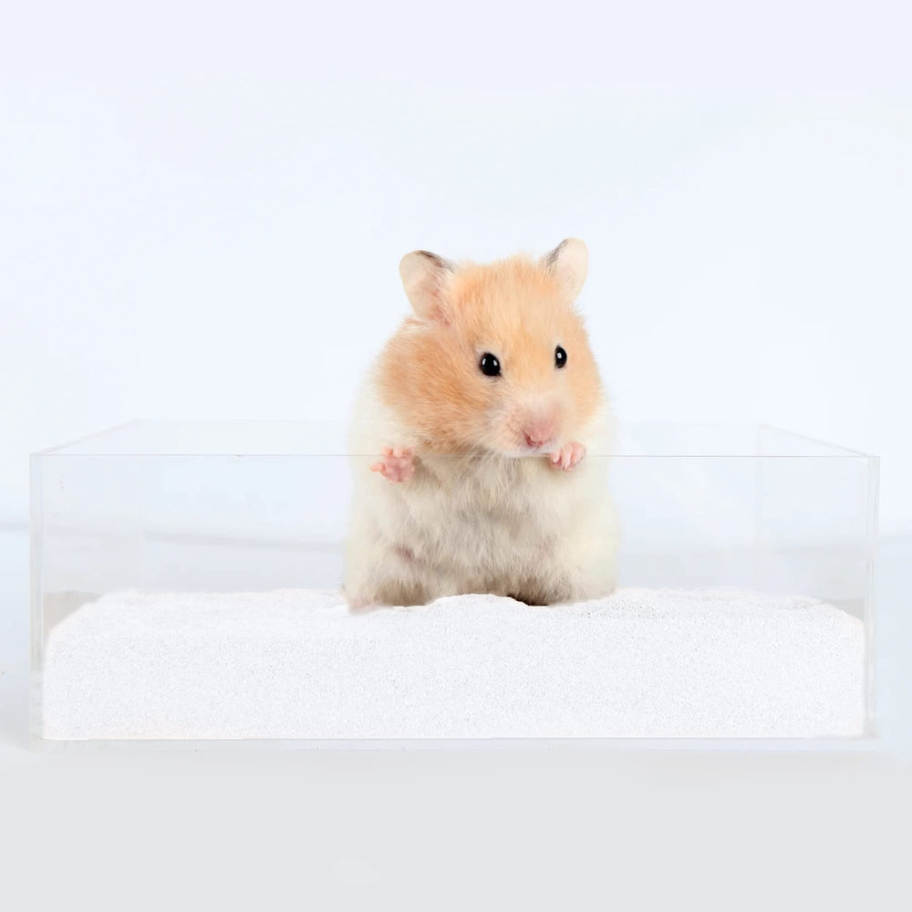 DR.DUDU hamster coat looks glossy after desert sand bath