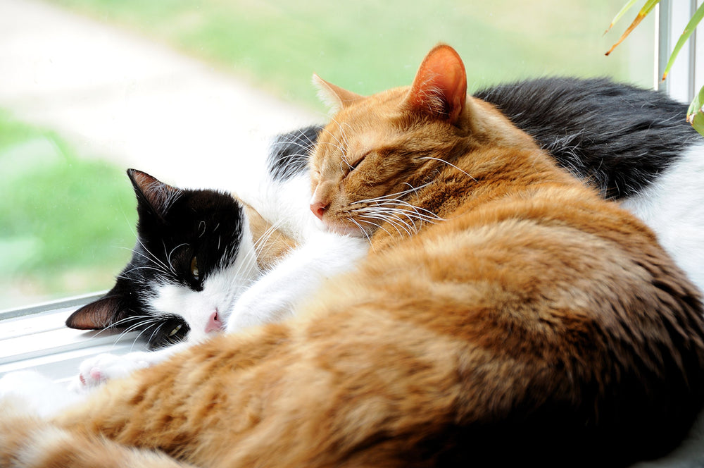 DrFormulas Nexabiotic uses human-grade ingredients for pet safety