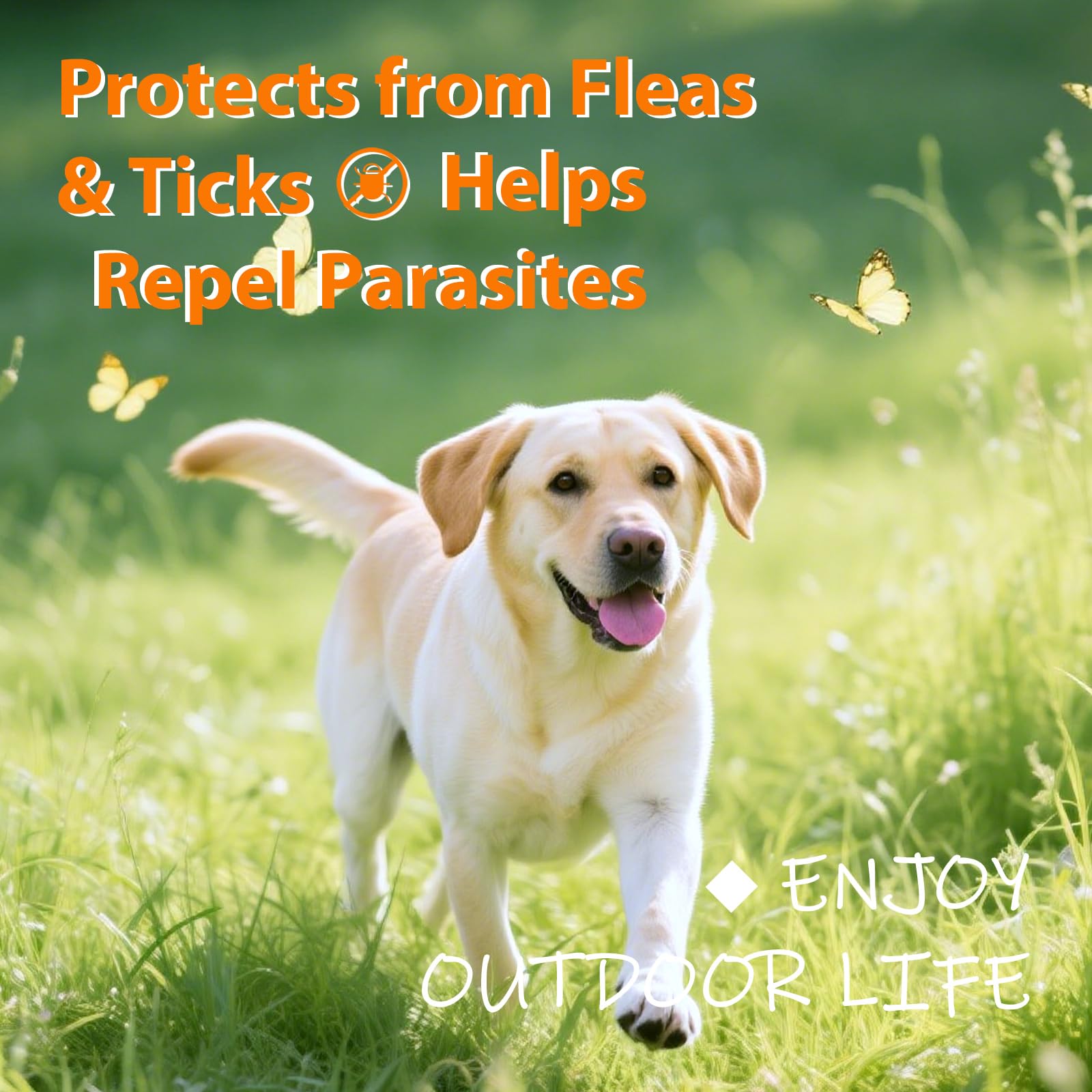 Drloton dog on leash demonstrates a convenient prevention routine with chewables.