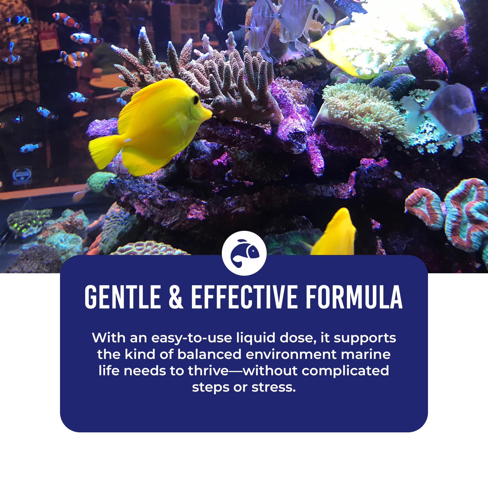 DrTim’s Aquatics One & Only tank setup scene demonstrating jumpstarting cycling.