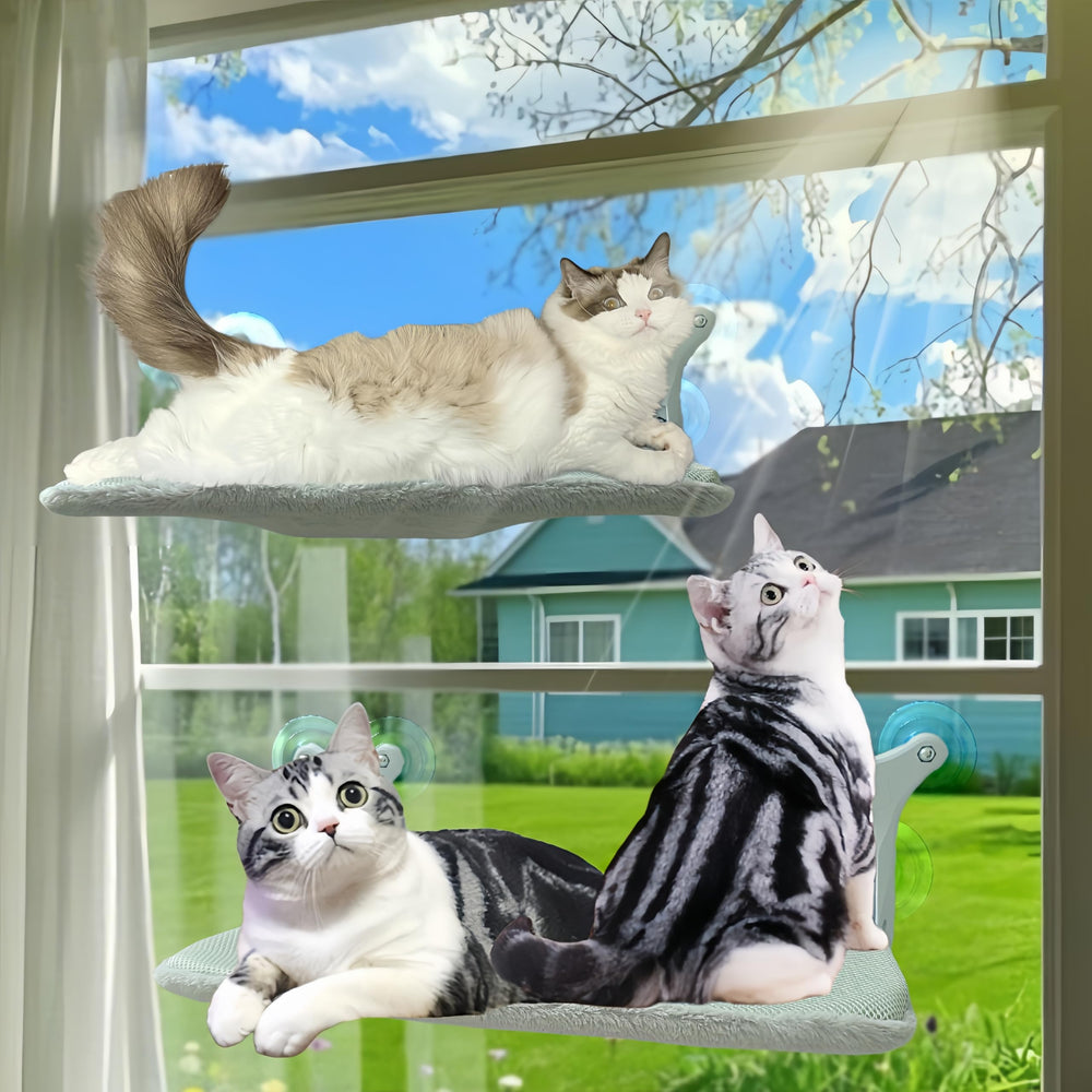 DSCANDYMQ cat window perch hammock outside-view viewing rich sunlight and birds.