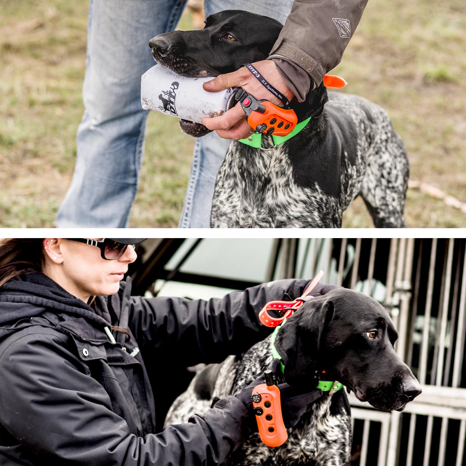 DT Systems RAPT1450 Upland Beeper training scenario with dog in field
