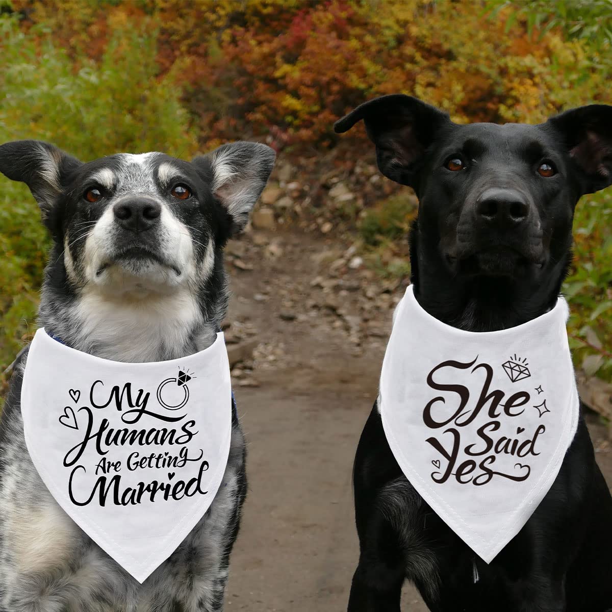 Dzmodz bandana perro compromiso detalle: perfecto para anuncios