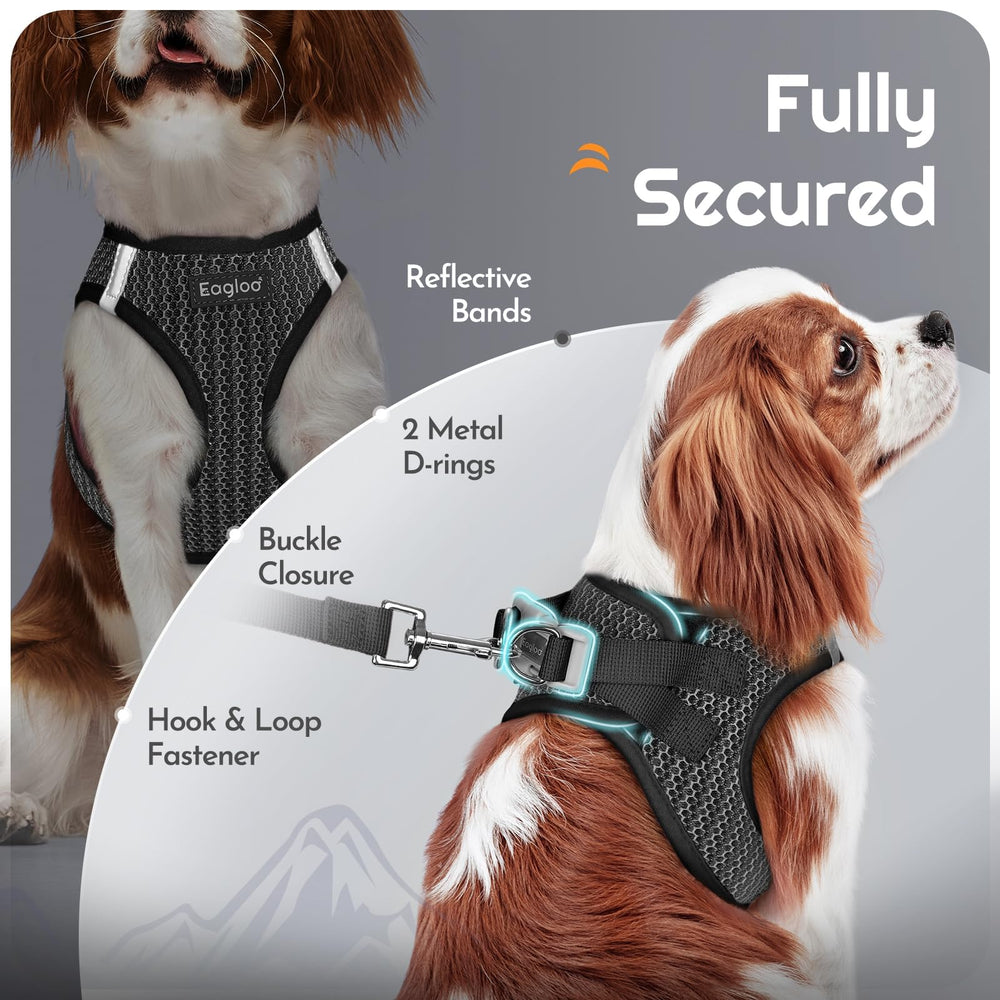 Eagloo back D-rings on harness for versatile leash setup