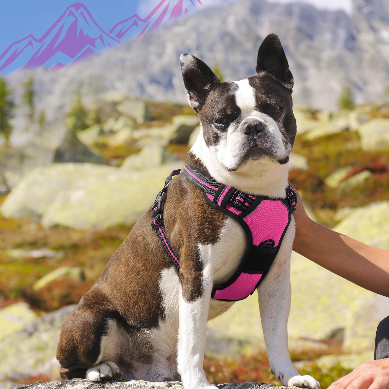 Eagloo dog harness back leash rings in rose red for casual walks.