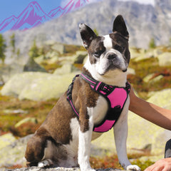 Eagloo dog harness back leash rings in rose red for casual walks.