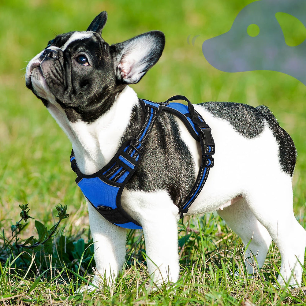 Eagloo dog harness blue on-small-dog shows secure fit for tiny breeds