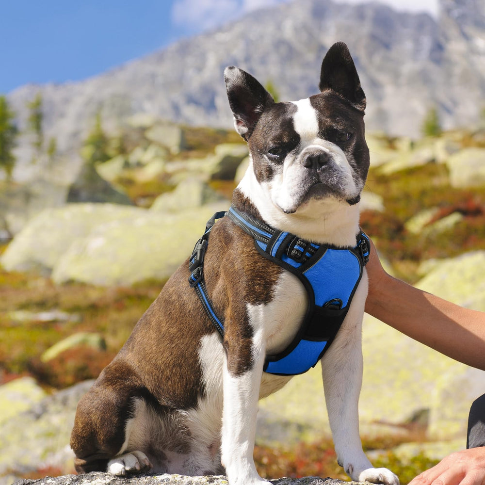 Eagloo dog harness medium size chest fit suits many breeds.