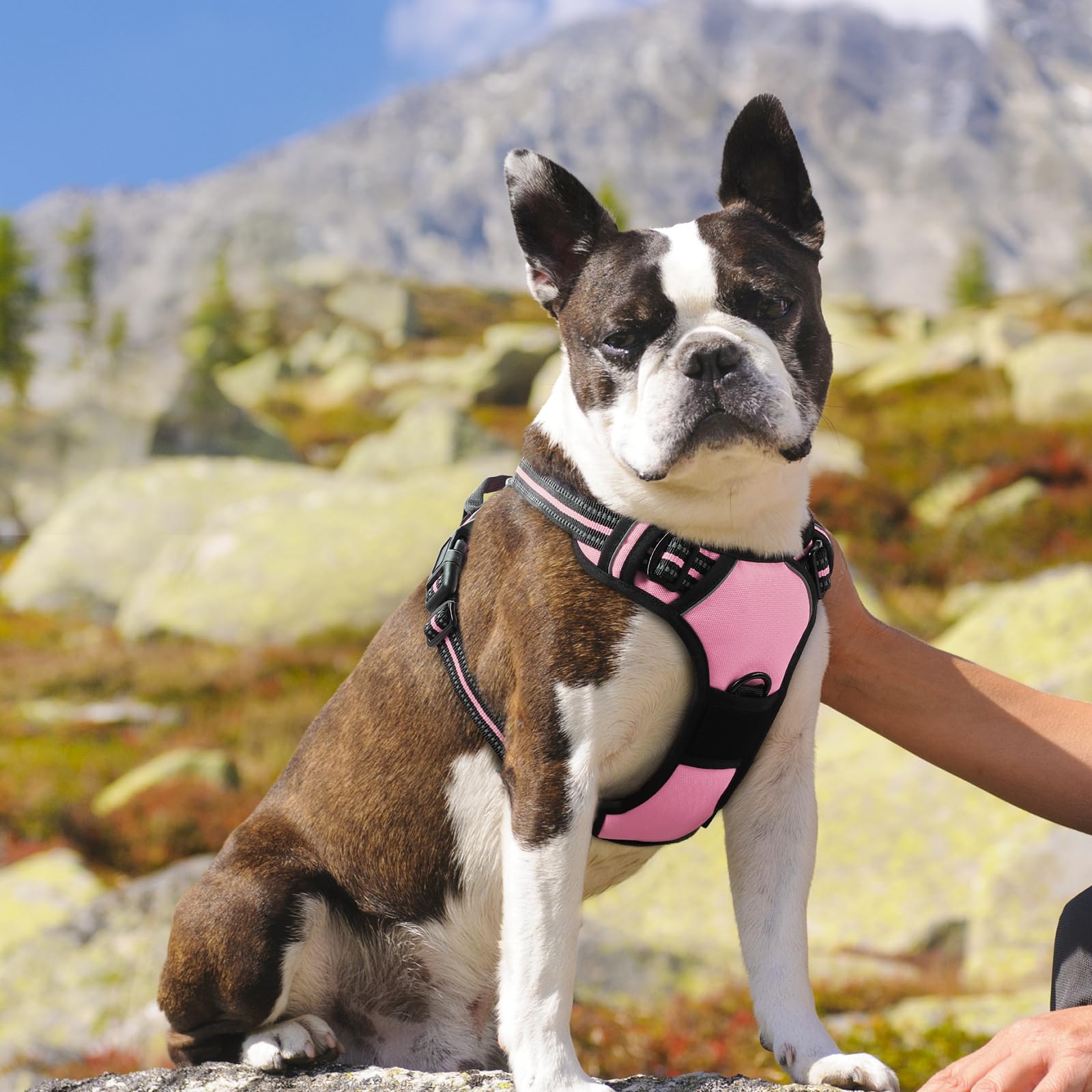 Eagloo harness worn by dog demonstrates comfort and secure control on trails