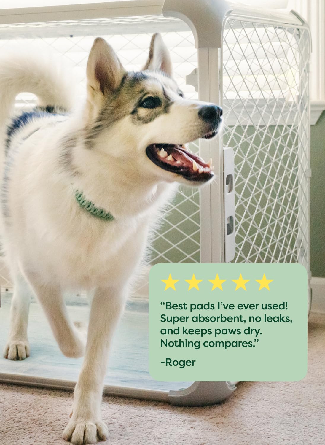 Earth Rated Max Absorbency Puppy Pee Pad B Corp certification signals responsible sourcing