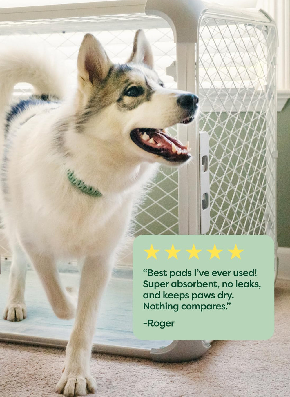 Earth Rated Max Absorbency Puppy Pee Pad B Corp certification signals responsible sourcing