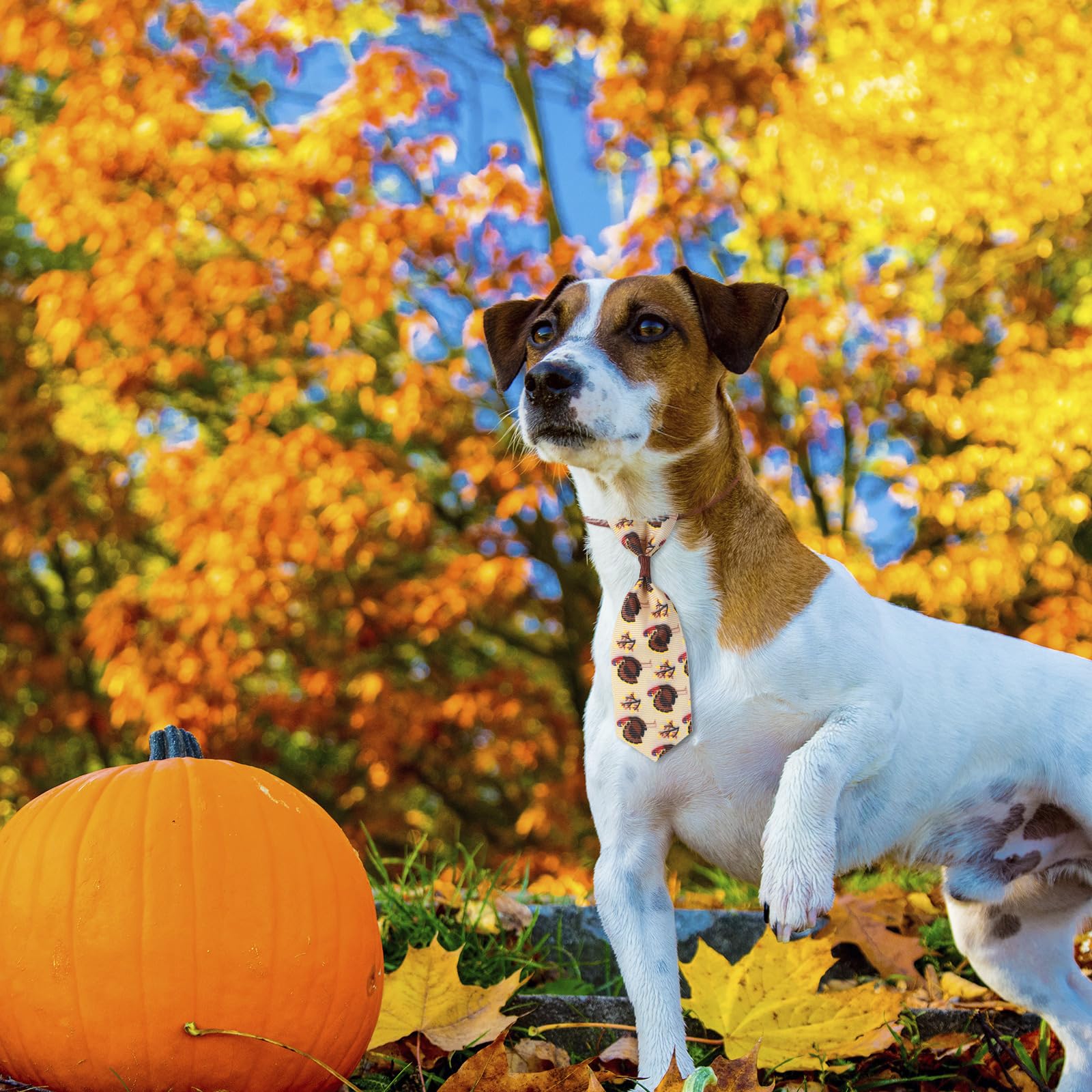 Eccliy 50-piece set displayed on pets for versatile holiday styling