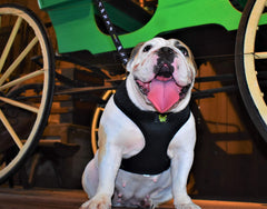EcoBark anti-chafe design protects chest from rubbing during longer walks.