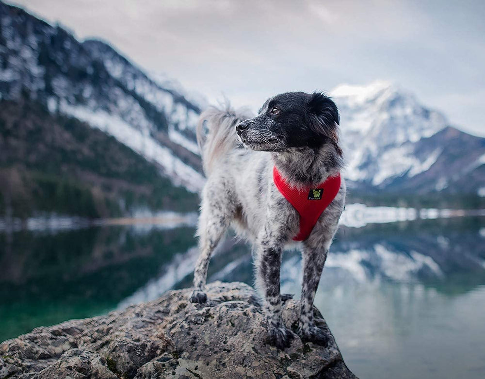 EcoBark Classic Dog Harness double-padded vest providing all-day comfort