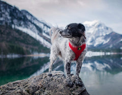 EcoBark Classic Dog Harness double-padded vest providing all-day comfort