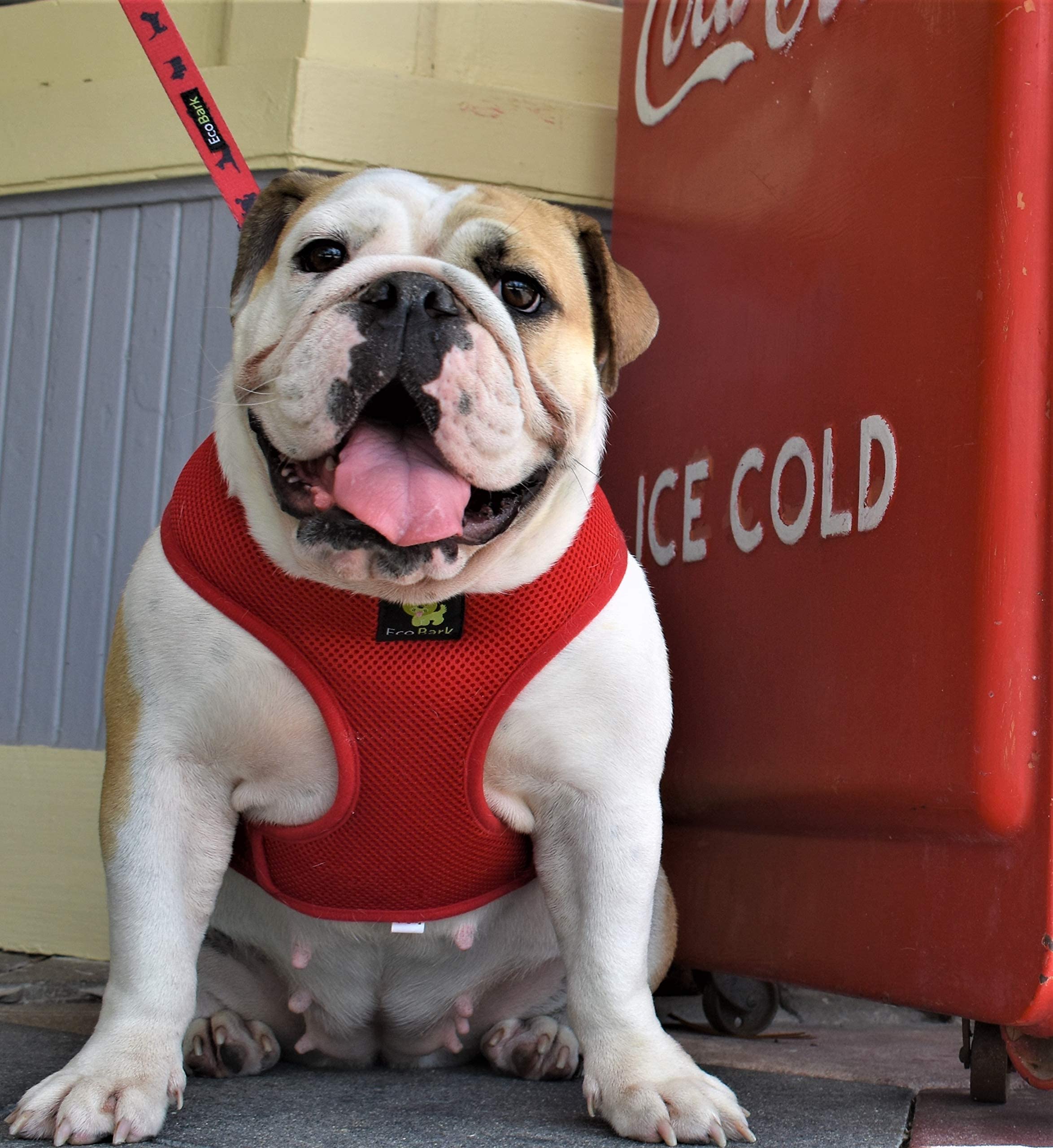 EcoBark Classic Dog Harness easy-on-off design for quick leash setup
