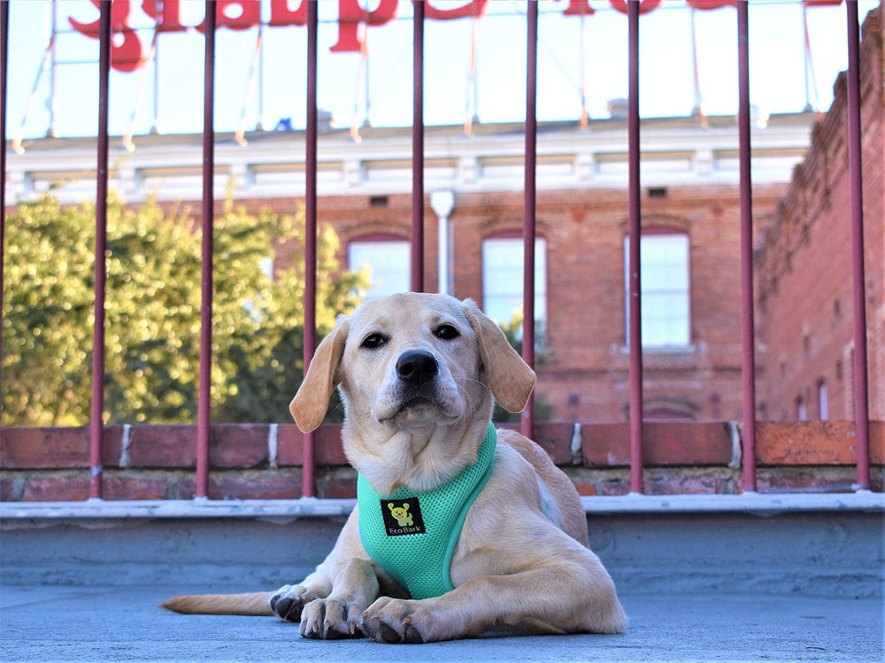 EcoBark All-weather durability for hot, rainy, or snowy days.