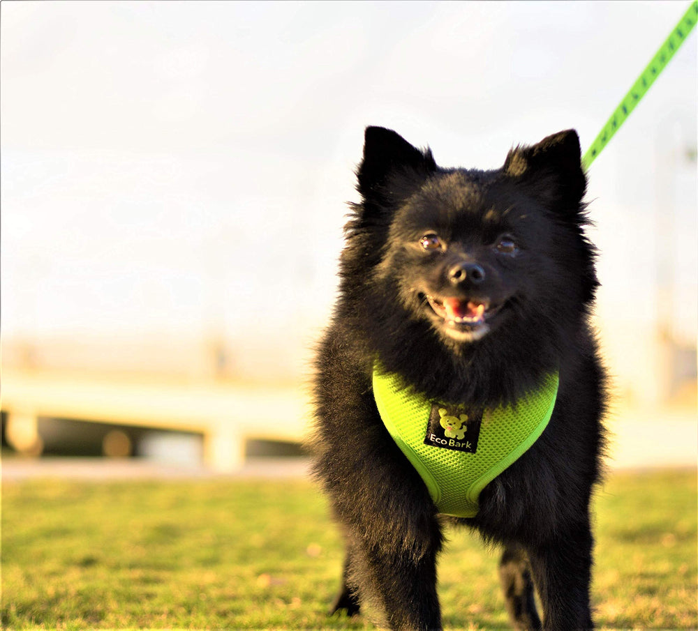 EcoBark dog harness easy-on-off over-the-head design.