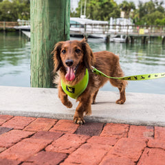 EcoBark dog harness eco-friendly straps from recycled bottles.