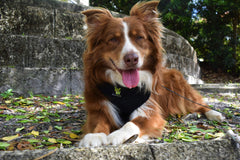 EcoBark XL no-pull no-choke design provides safer control during outings.