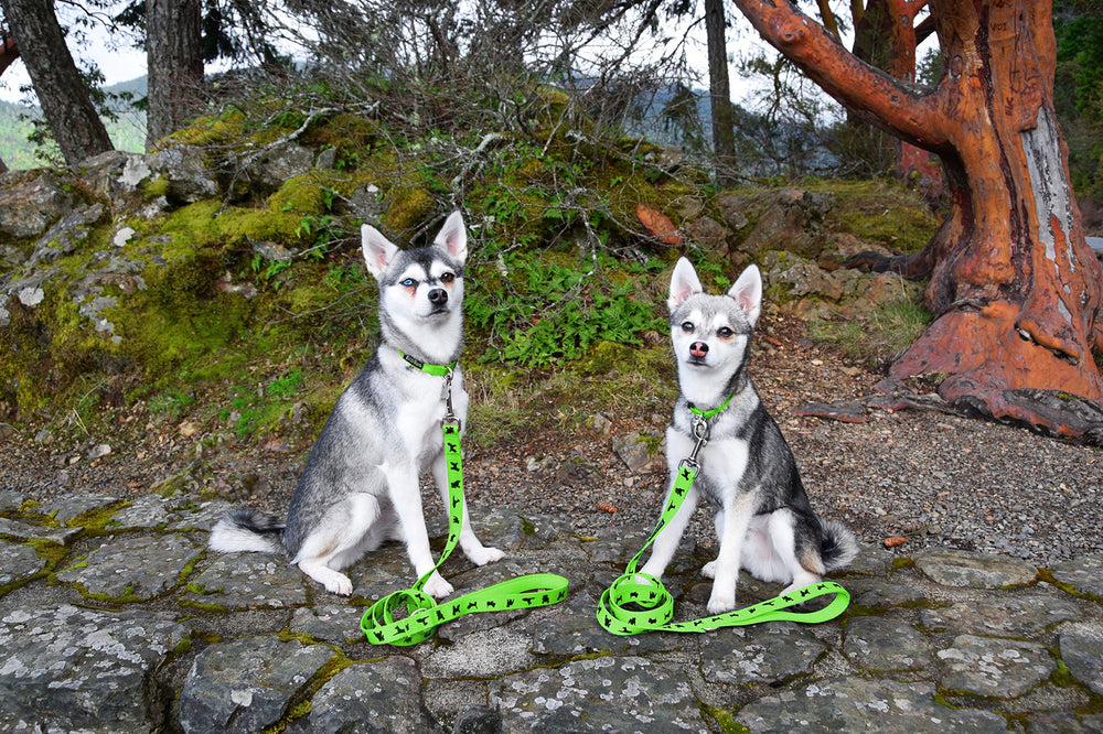 EcoBark dog leash daily-use image demonstrates versatile outdoor activities like walks and hikes.