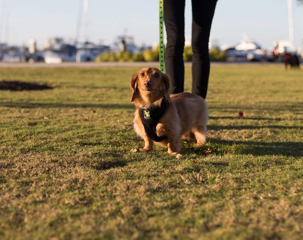EcoBark dog leash designer-patterns showcases green color and stylish patterns.