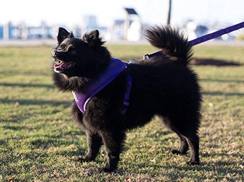 EcoBark dog leash offers a secure grip during walking and jogging.