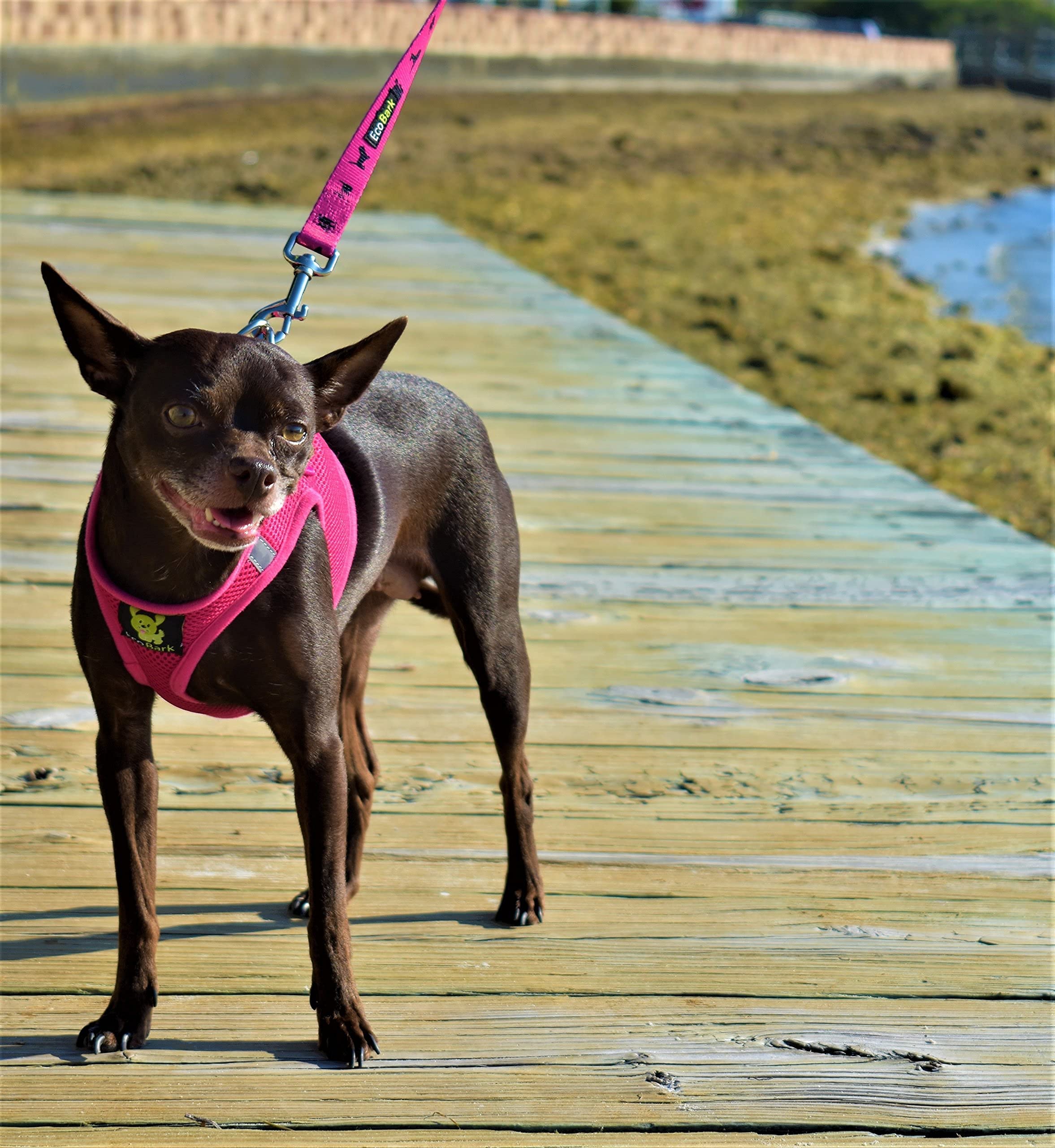 EcoBark fully adjustable pink medium harness shown with secure strap setup