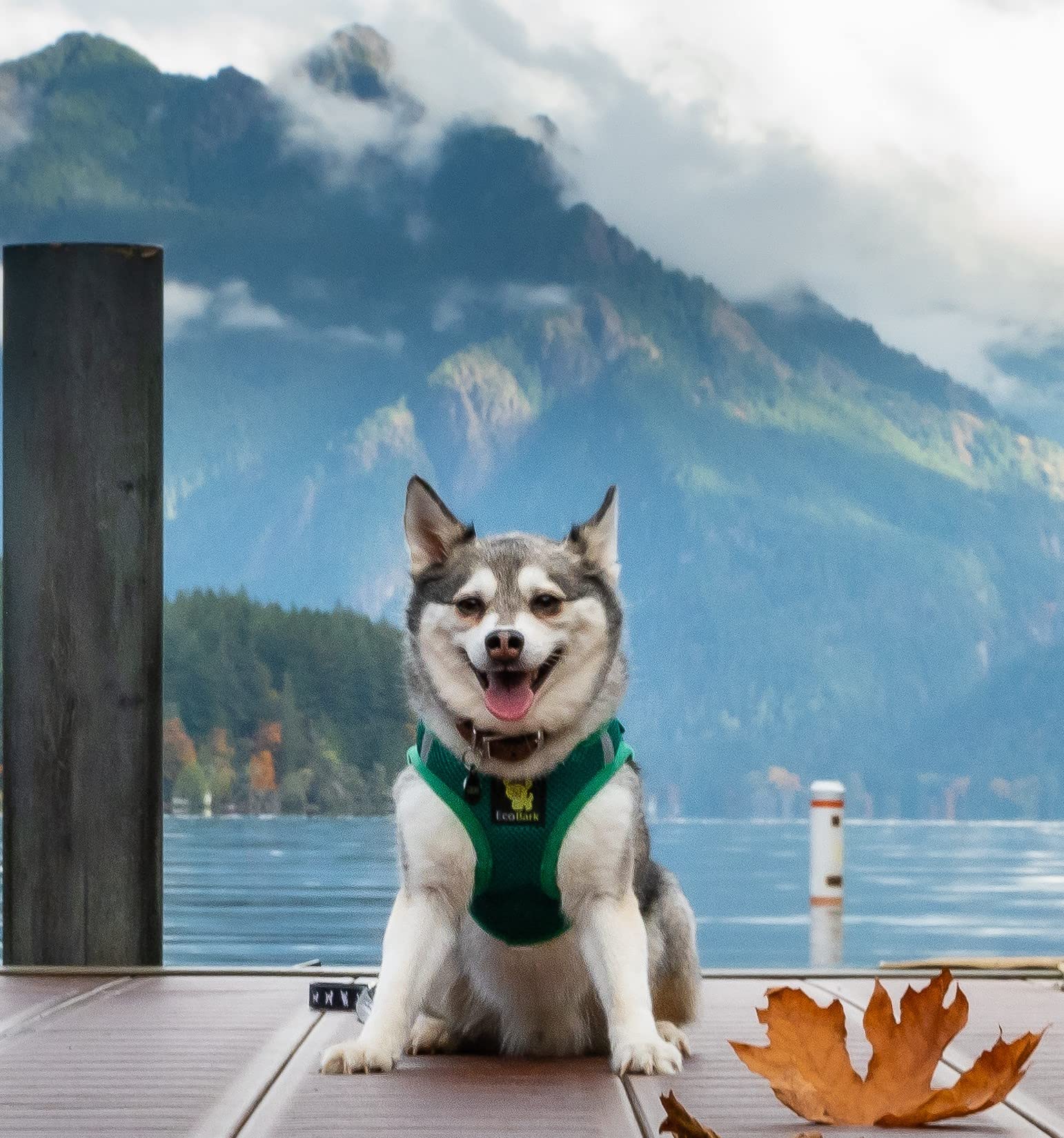 EcoBark lightweight material keeps dog comfortable during all-day adventures.