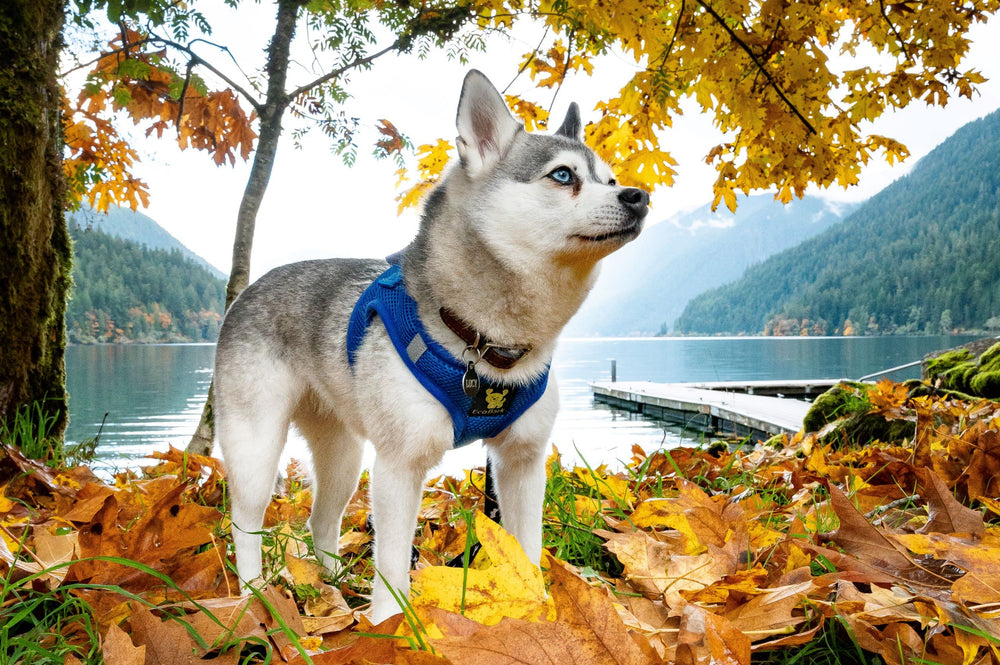 EcoBark Step in harness anti-rub technology protects skin during activity
