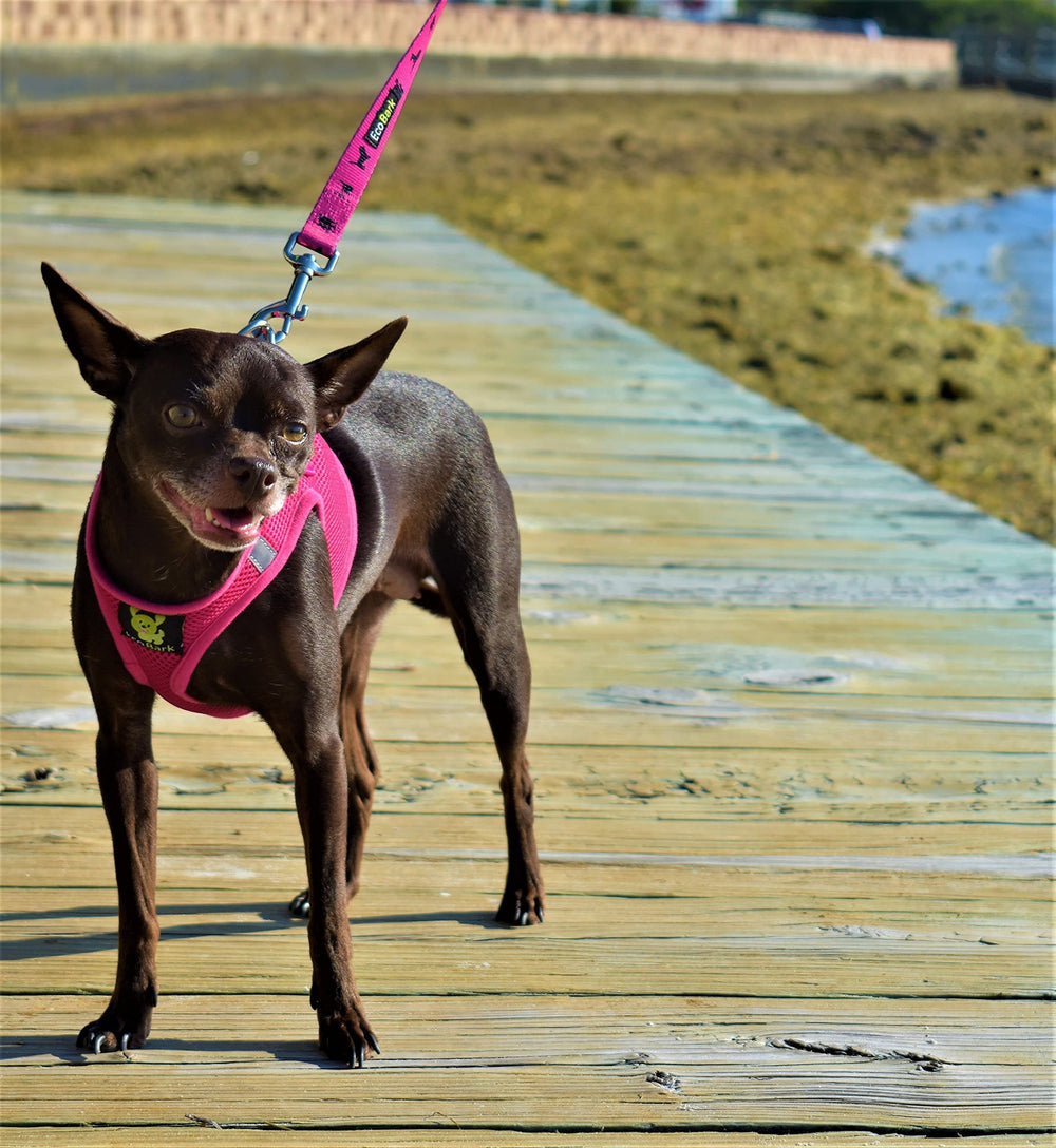 EcoBark Step In Harness packaging highlights easy care tips and recyclable materials.