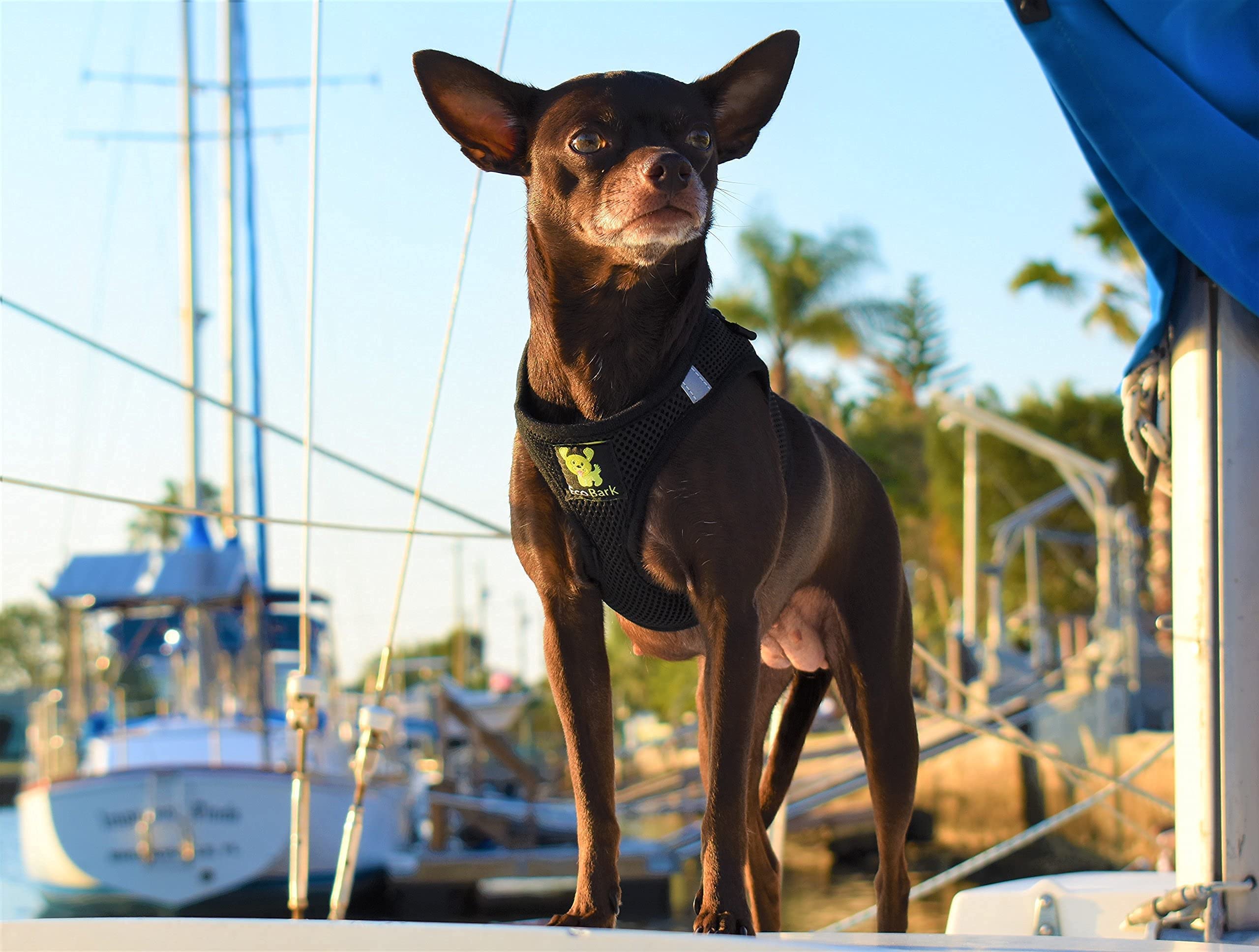 EcoBark Step In harness size chart shown for precise tiny-dog fit.